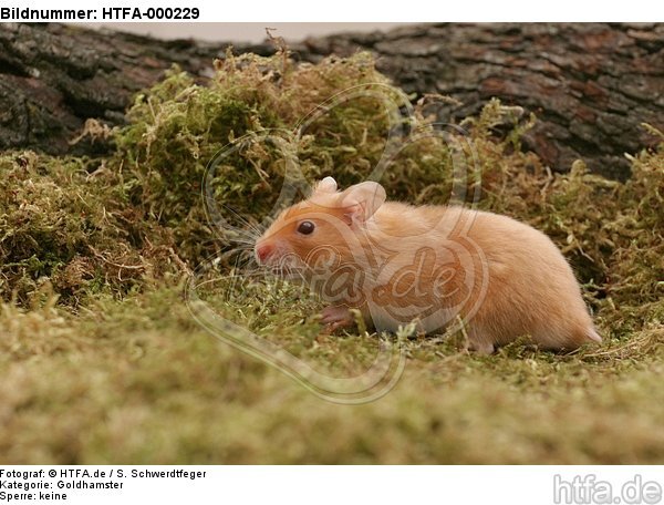 Goldhamster / golden hamster / HTFA-000229