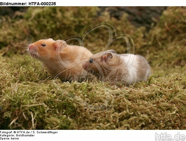 2 Goldhamster / 2 golden hamster / HTFA-000235