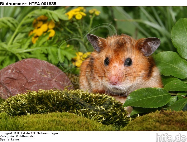 Goldhamster / golden hamster / HTFA-001835