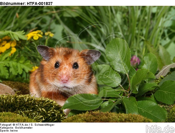 Goldhamster / golden hamster / HTFA-001837