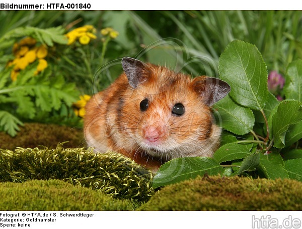 Goldhamster / golden hamster / HTFA-001840