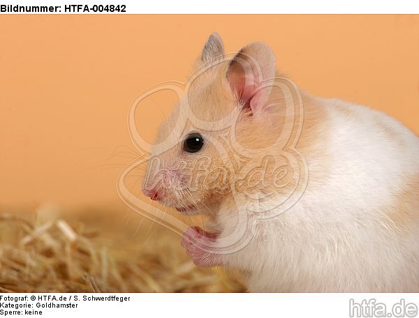 Goldhamster / golden hamster / HTFA-004842