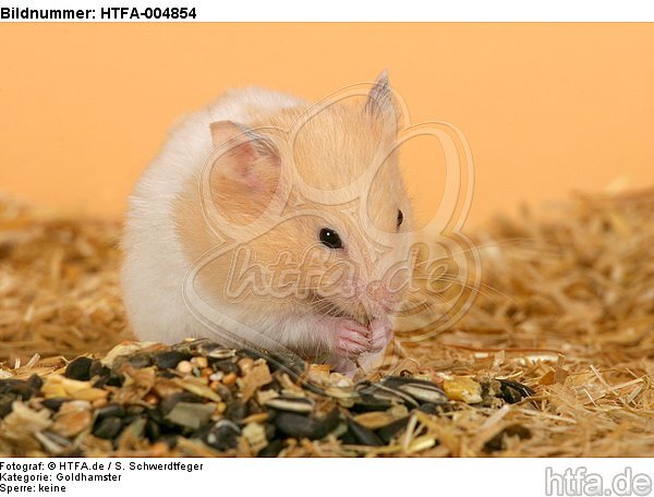 Goldhamster / golden hamster / HTFA-004854