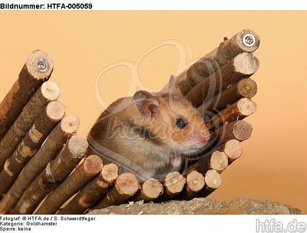 Goldhamster / golden hamster / HTFA-005059