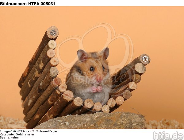 Goldhamster / golden hamster / HTFA-005061