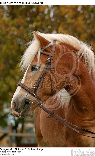 Haflinger Portrait / haflinger horse portrait / HTFA-000379