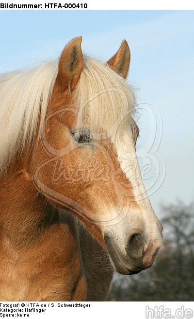 Haflinger Portrait / haflinger horse portrait / HTFA-000410