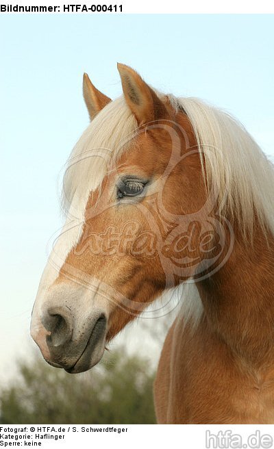 Haflinger Portrait / haflinger horse portrait / HTFA-000411