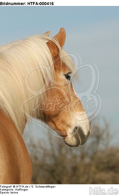 Haflinger Portrait / haflinger horse portrait / HTFA-000416