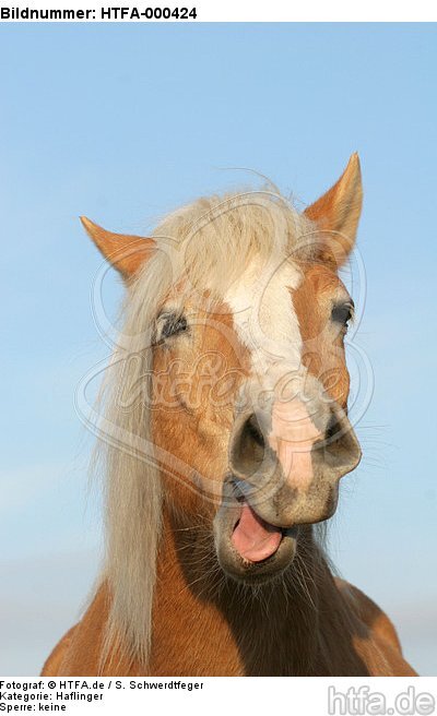 lustiger Haflinger / funny haflinger horse / HTFA-000424