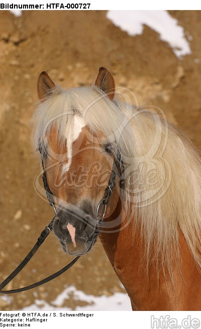 Haflinger Portrait / haflinger horse portrait / HTFA-000727