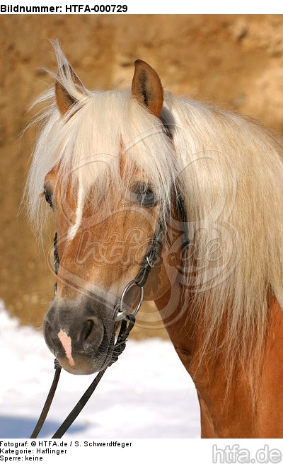 Haflinger Portrait / haflinger horse portrait / HTFA-000729