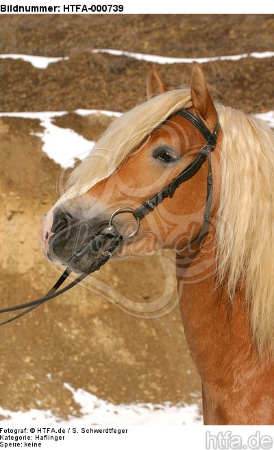 Haflinger Portrait / haflinger horse portrait / HTFA-000739