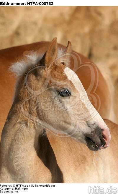 Haflinger Fohlen / haflinger horse foal / HTFA-000762