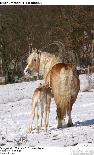 Haflinger / haflinger horses / HTFA-000809