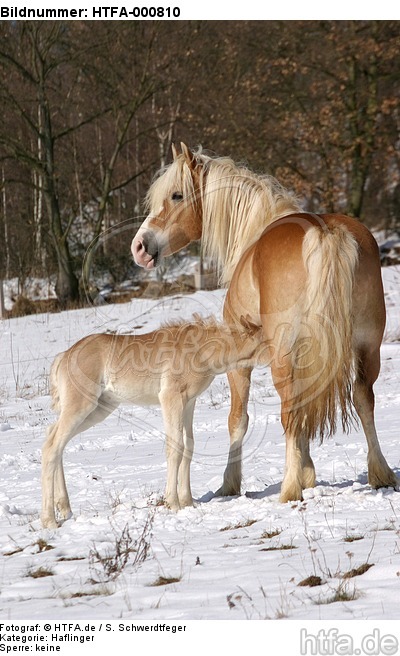 Haflinger / haflinger horses / HTFA-000810