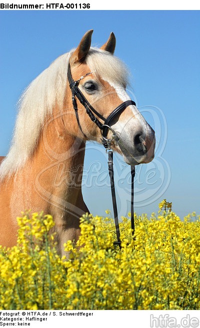 Haflinger Portrait / haflinger horse portrait / HTFA-001136