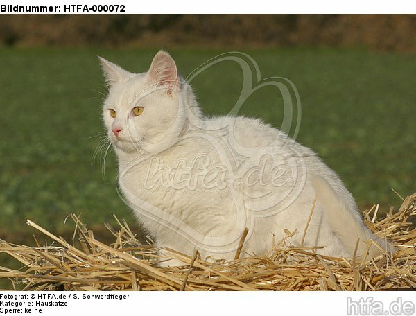 Hauskatze im Stroh / domestic cat in straw / HTFA-000072