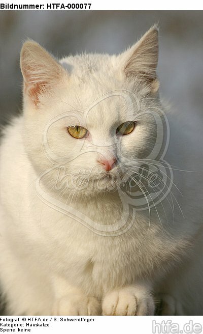 weiße Hauskatze / white domestic cat / HTFA-000077