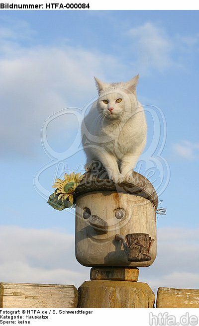 weiße Hauskatze / white domestic cat / HTFA-000084
