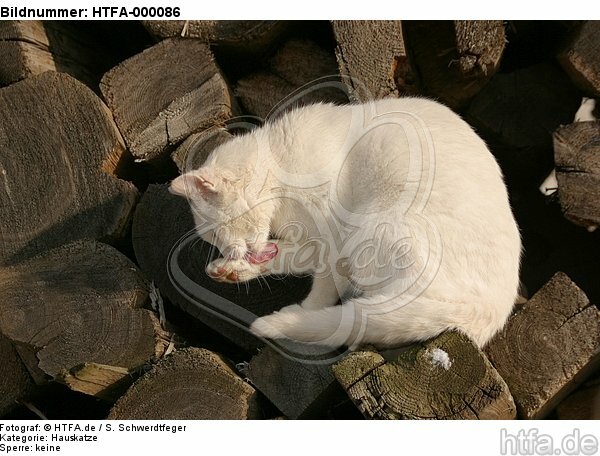 Hauskatze putzt sich / domestic cat is preening itself / HTFA-000086