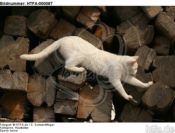 kletternde Hauskatze / climbing domestic cat / HTFA-000087