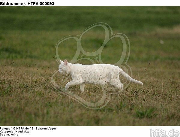 weiße Hauskatze auf der Jagd / white domestic cat / HTFA-000093