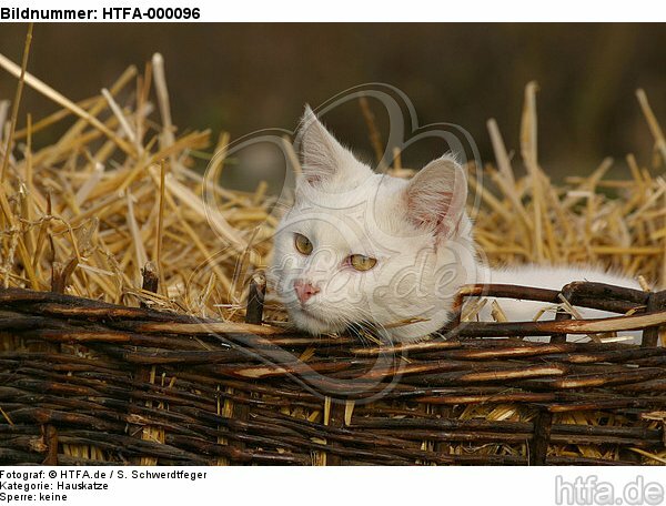 weiße Hauskatze im Strohkorb / white domestic cat / HTFA-000096