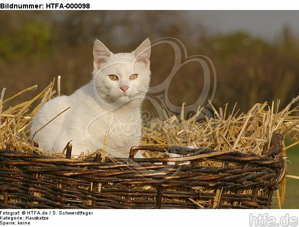 weiße Hauskatze im Strohkorb / white domestic cat / HTFA-000098