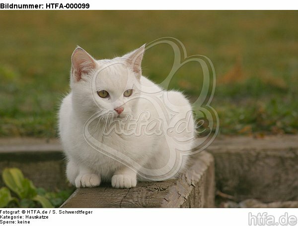 weiße Hauskatze / white domestic cat / HTFA-000099