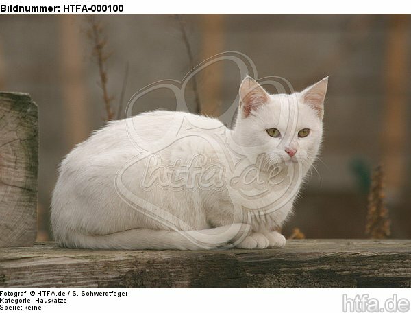 liegende weiße Hauskatze / lying white domestic cat / HTFA-000100