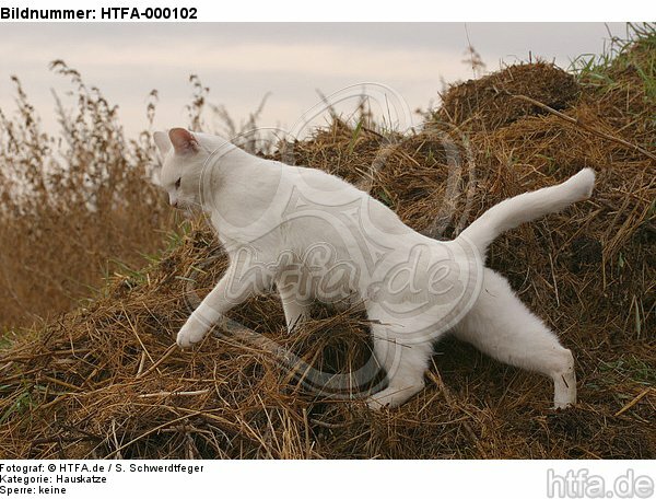 laufende weiße Hauskatze / walking white domestic cat / HTFA-000102