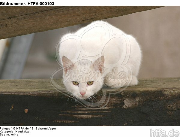 weiße Hauskatze / white domestic cat / HTFA-000103
