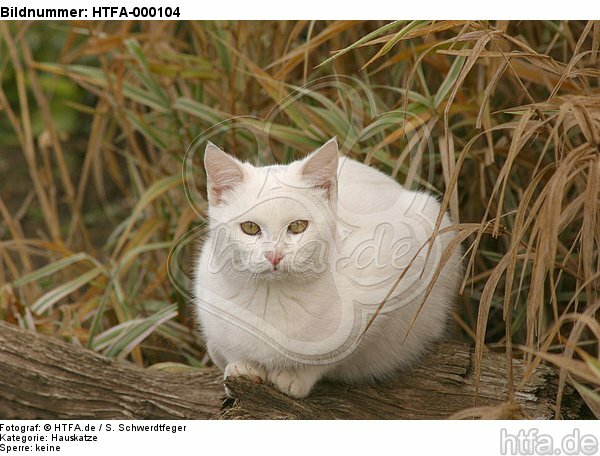 liegende weiße Hauskatze / lying white domestic cat / HTFA-000104