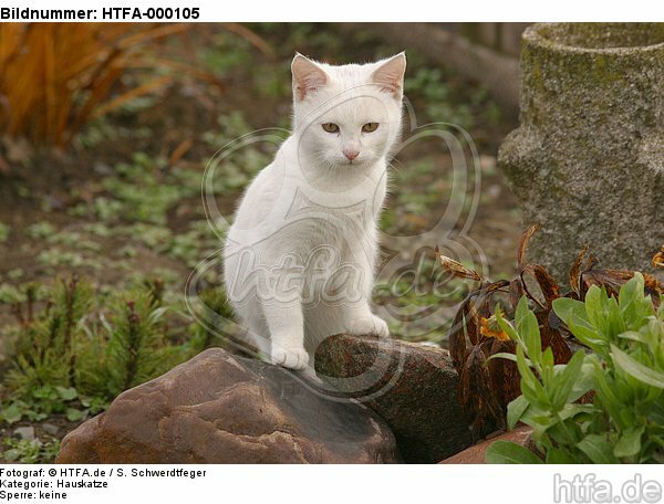 weiße Hauskatze / white domestic cat / HTFA-000105