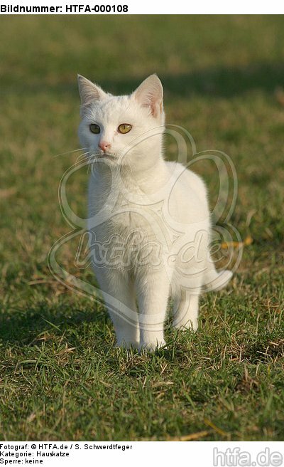 stehende weiße Hauskatze / lying white domestic cat / HTFA-000108