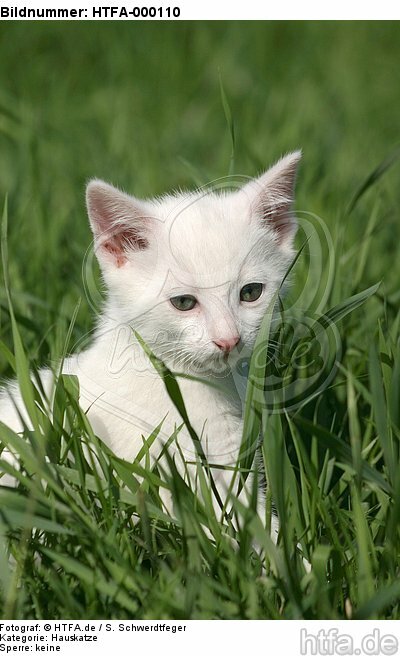 weißes Kätzchen / white kitten / HTFA-000110