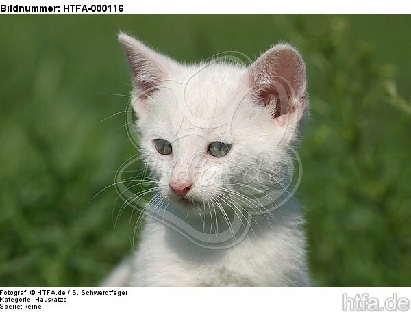 Kätzchen Portrait / kitten portrait / HTFA-000116