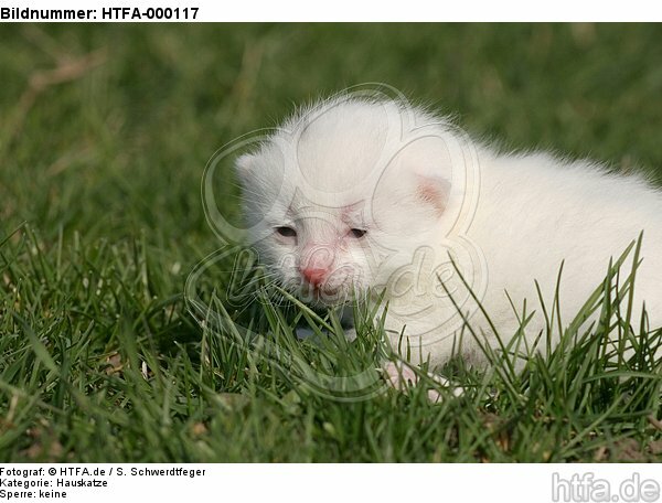 weißes Katzenbaby / white kitten / HTFA-000117