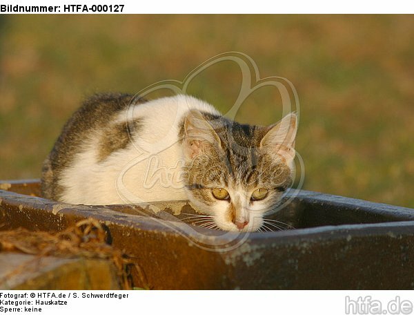Hauskatze im Abendlicht / domestic cat / HTFA-000127