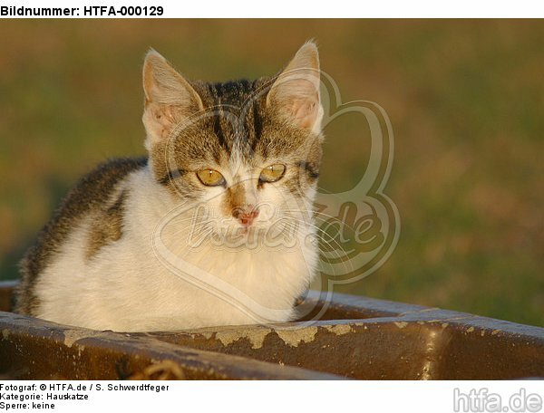 Hauskatze im Abendlicht / domestic cat / HTFA-000129
