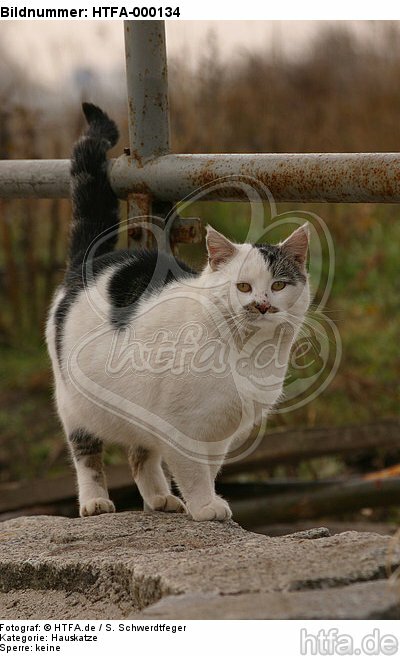 stehende Hauskatze / standing domestic cat / HTFA-000134