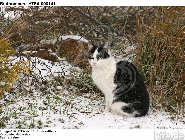 Hauskatze im Winter / domestic cat in winter / HTFA-000141