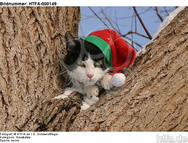 Hauskatze mit Weihnachtsmütze / domestic cat / HTFA-000149