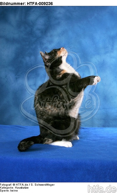 Hauskatze macht Männchen / domestic cat / HTFA-009236