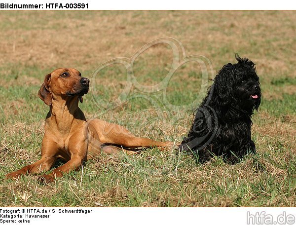 Havaneser und Rhodesian Ridgeback / Havaneser and Rhodesian Ridgeback / HTFA-003591