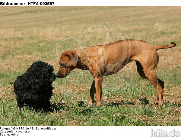 Havaneser und Rhodesian Ridgeback / Havaneser and Rhodesian Ridgeback / HTFA-003597