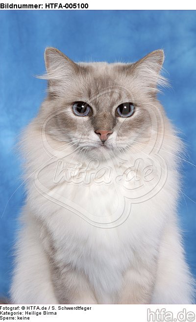 Heilige Birma / sacred birman / HTFA-005100