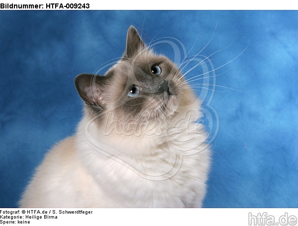 Heilige Birma Portrait / Sacred Birman portrait / HTFA-009243