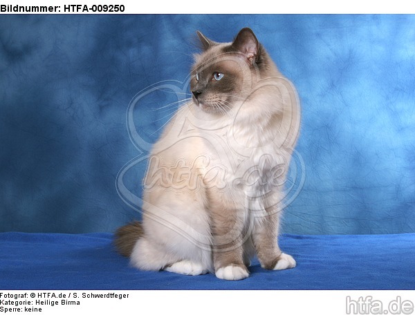 sitzende Heilige Birma / sitting Sacred Birman / HTFA-009250